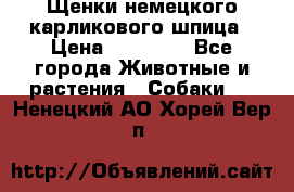 Щенки немецкого карликового шпица › Цена ­ 20 000 - Все города Животные и растения » Собаки   . Ненецкий АО,Хорей-Вер п.